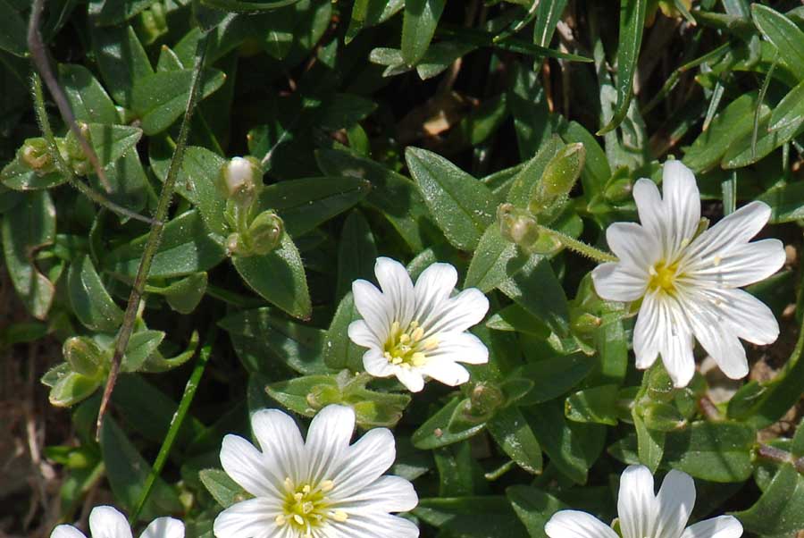 Cerastium latifolium